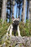 BOULEDOGUE FRANCAIS 250